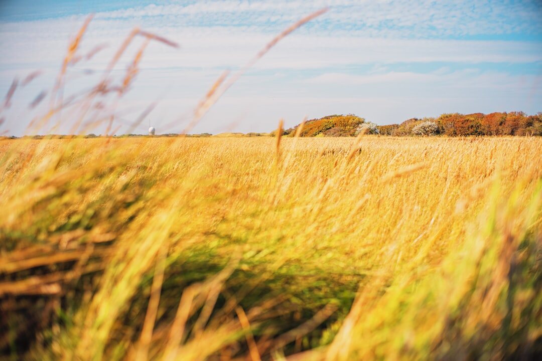 Golden wheat field under a dramatic Danish sky